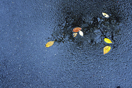 散り始めた落ち葉が　雨に打たれて　・・