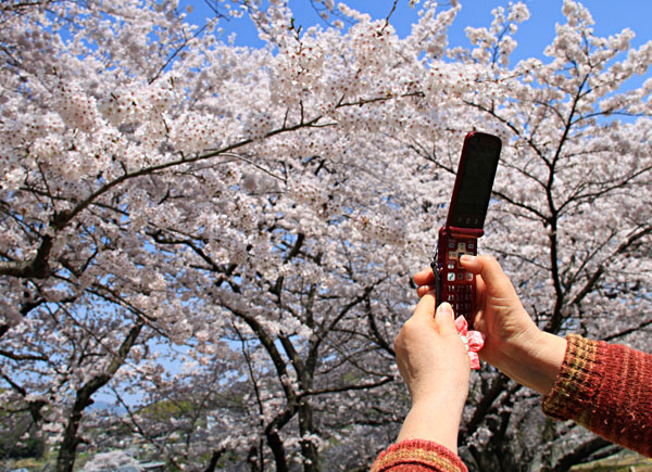 いつまでも花の下で花談義・・