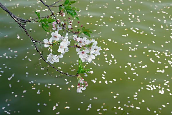 散る花や　・・あぁ無情なり