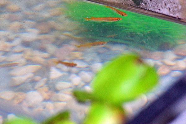 我が家の水槽のめだか　・・・