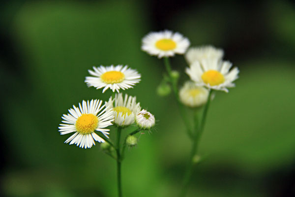 ヒメジオン？道端に可憐に咲く　これも雑草か？