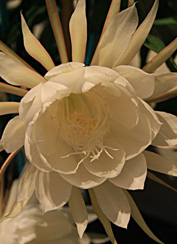 闇の中白光の花からは芳香する