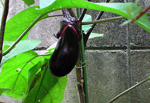 狭庭のプランタに３個の茄子　よく大きくなったものだ　・・。