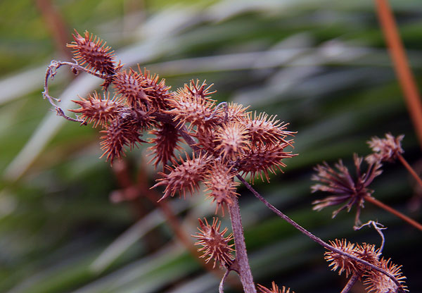 嫌われ者の花も暖かい春を待つ　・・