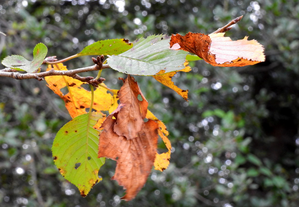 　枯れ行く桜葉　なぜか穴だらけ　・・