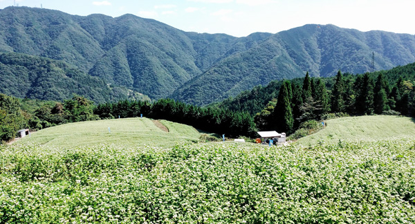 天空の蕎麦畑島ｹ峰