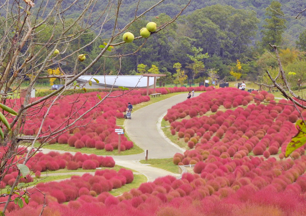 満濃公園　コキア