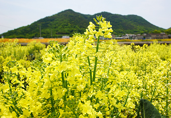 アスパラガスの花