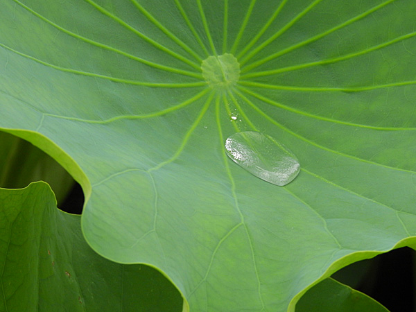 蓮の水玉